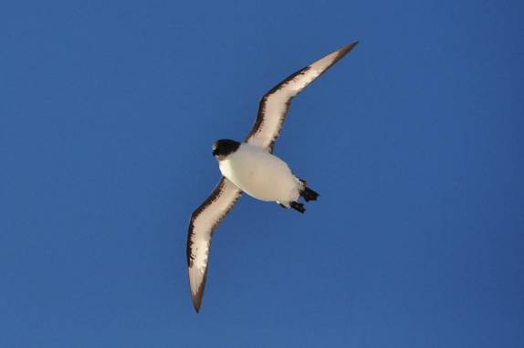 O belo Great Shearwater (Pardela de Bico Preto) sobrevoa o Sea Spirit um dia antes de chegarmos às Ilhas Malvinas